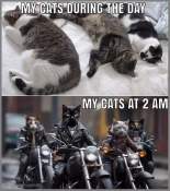 Funny cats at 2am meme
