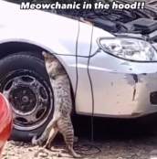 Meme cat fixing car funny