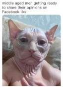 Relatable old man cat meme