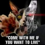 Terminator meme but with a cat