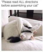This cat is assembled incorrectly funny meme