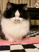 Amazing big eyes cat extra fluffy