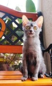 Cute lykoi cat