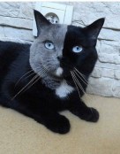 Half half face colour cat amazingly handsome