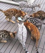 Several cute majestic bangal cats