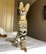 Very happy serval cat lovely patterns