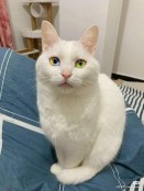 Very pretty white cat with different coloured eyes