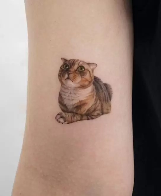 Cat arm tattoo tabby design realistic