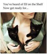 Cat youve heard of elf on a shelf meme