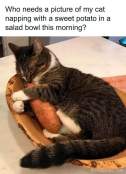 Cute cat with sweet potato bowl funny captions meme