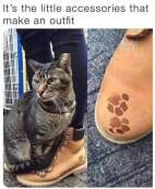 Funny captions cat outfit meme