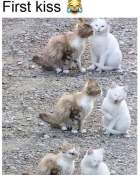 Meme captions funny cat first kiss