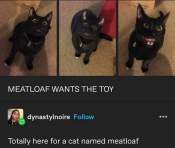 Meme funny comments for cute cat captions