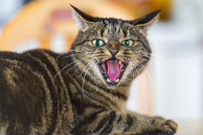 Aggression in cats what to do