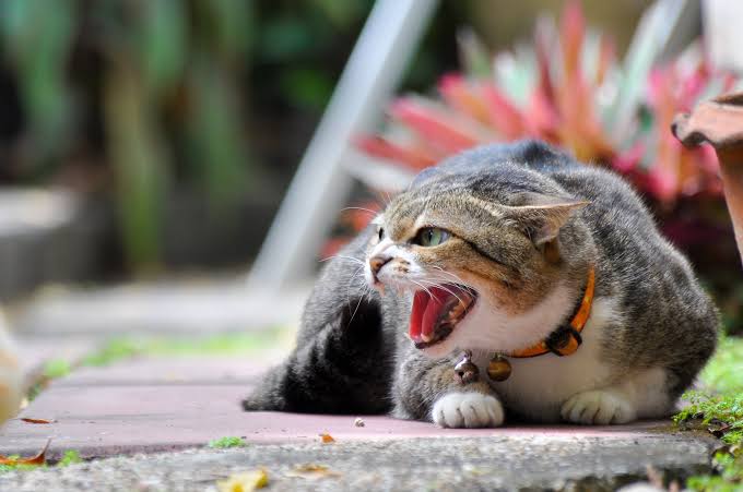 Aggressive hissing cat picture