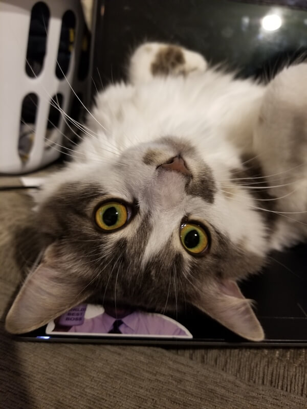 American longhair cat kitten breed brown and white cute pictures