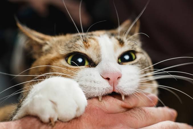 Angry cat biting hand photo