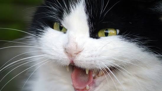 Angry cat face and eyes close up