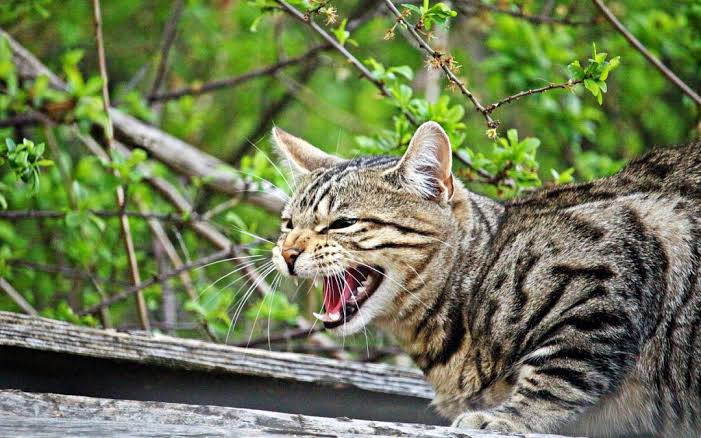 Annoyed cat pic with teeth showing mouth open