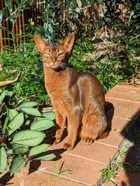 Australian abyssinian cat breed orange brown picture