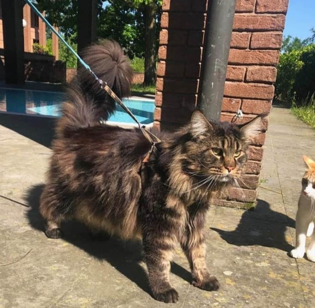 Barivel the biggest domestic cat in the world