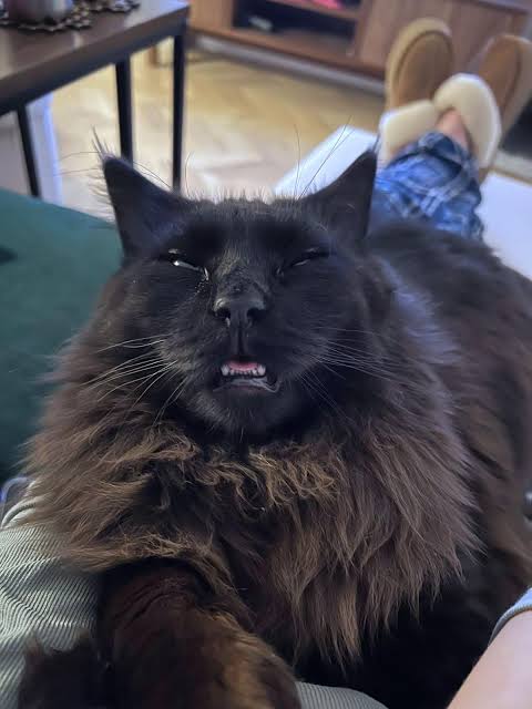 Black and brown maine coon cat picture