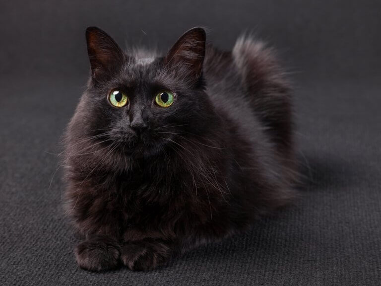 Black turkish angora cat