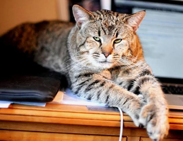 Bobcat mixed with house cat hybrid picture
