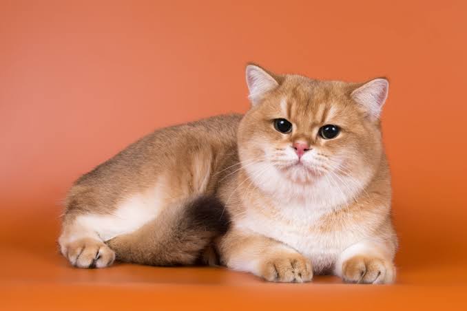 British shorthair cat orange breen photo