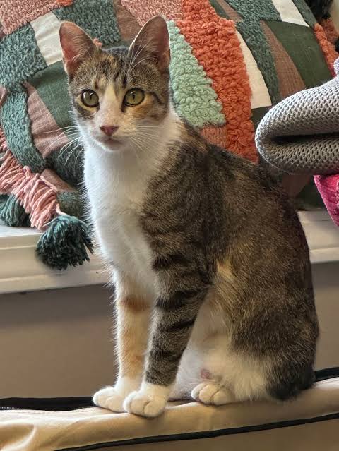 calico tabby cat mix picture