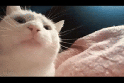 Cat bopping its head hillarious animated gif meme