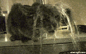 Cat drinking from tap with water going on its head gif animated