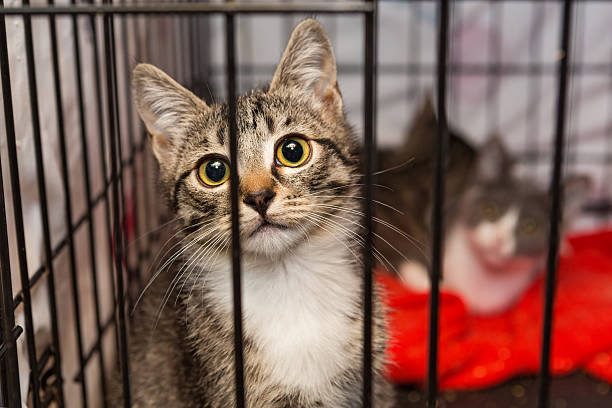 Cats in a cage at an animal shelter