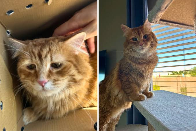 Cat sad before and after