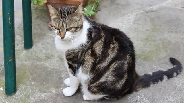 Cat thats not happy pictures