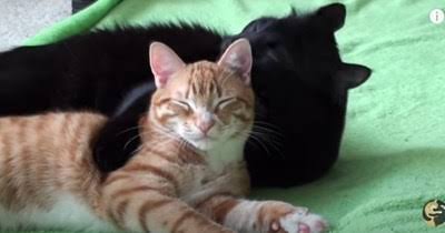 Cole and marmalade picture