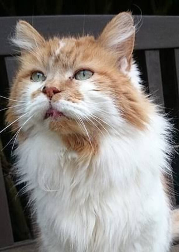 Creme puff who is the worlds oldest cat