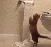 Cute kitten playing with roll of toilet paper gif