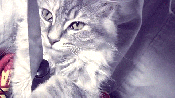 Funny cat with a knife gif