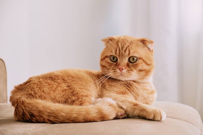 Ginger scottish fold cat breed photo