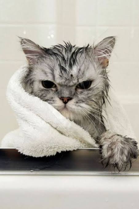 Grumpy cat had a bath pic