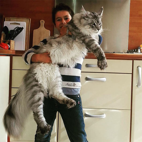How big do maine coon cats get giant