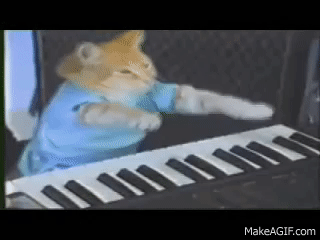 Keyboard cat pic