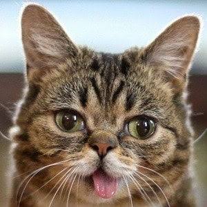 Lil bub cat pic