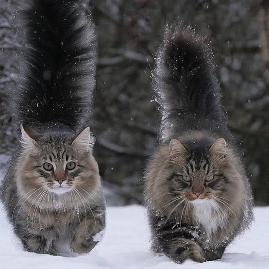 Maine coon cat beautiful breeds brown grey black picture