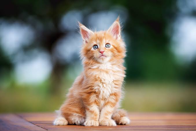 Maine coon kitten picture breed