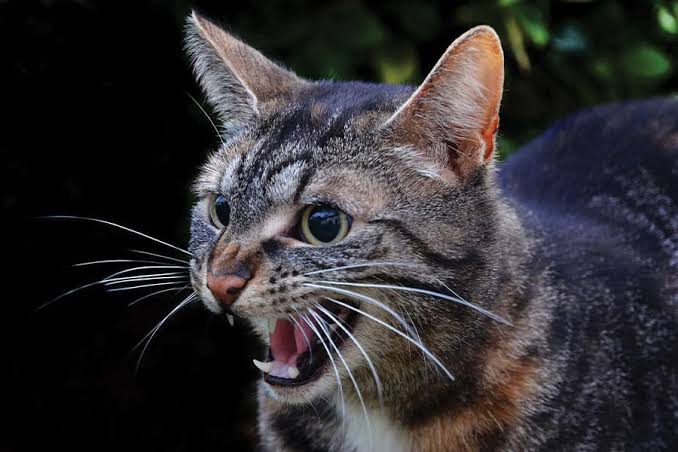 natural ways to calm an aggressive cat