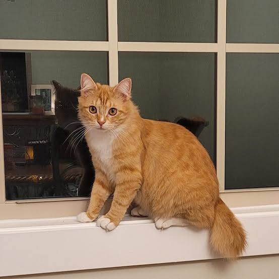 Orange american bobtail cat breed photo