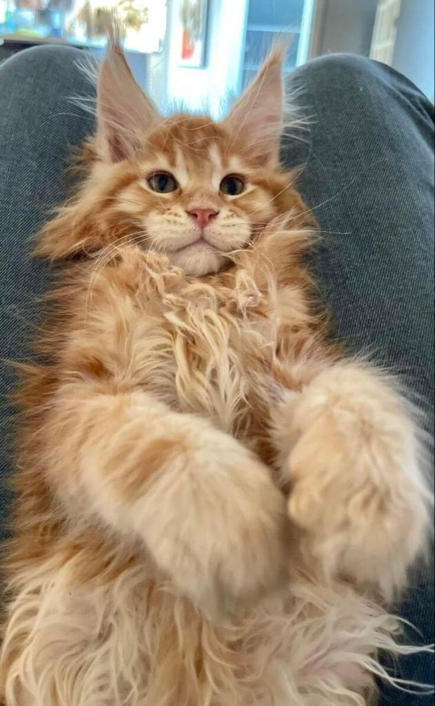 Orange ginger maine coon cat image