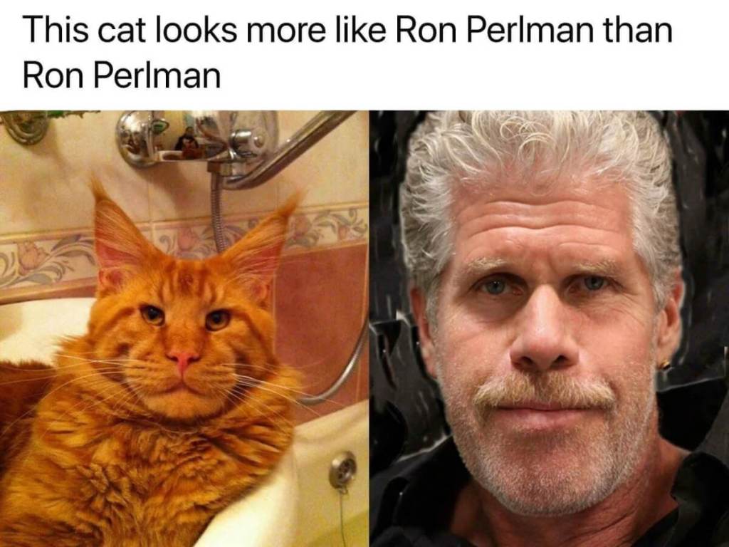 Orange main coon cat meme ron perlman